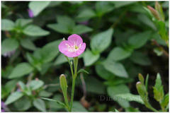 Oenothera rosea